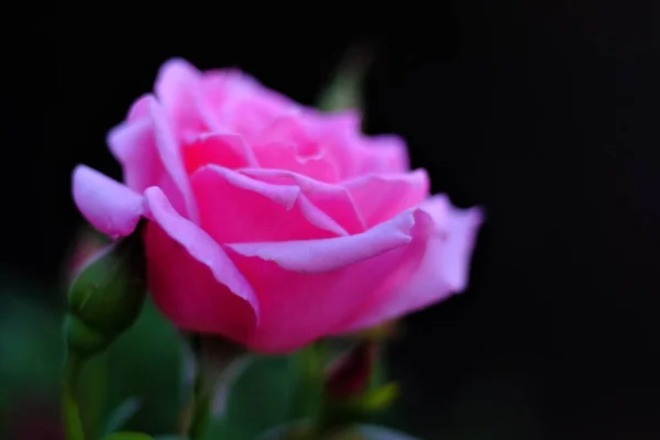 夏の日の花の写真 — ストック写真