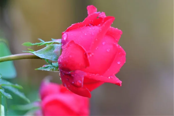 夏の日の花の写真 — ストック写真