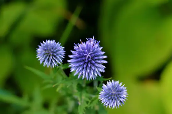 Bilder Blommor Sommardag — Stockfoto