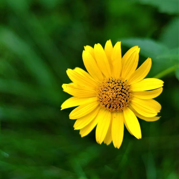 Foto Van Bloemen Een Zomerdag — Stockfoto