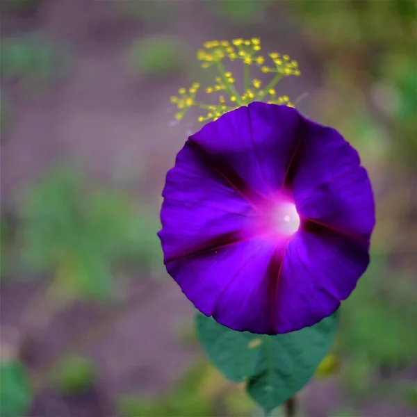 夏の日の花の写真 — ストック写真