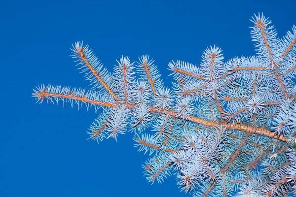 Blauwe spar — Stockfoto