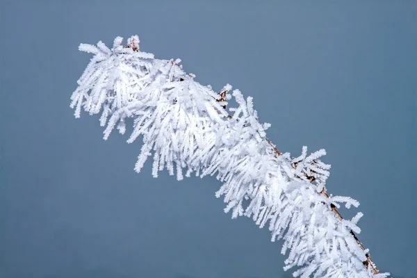 Ice branch — Stock Photo, Image