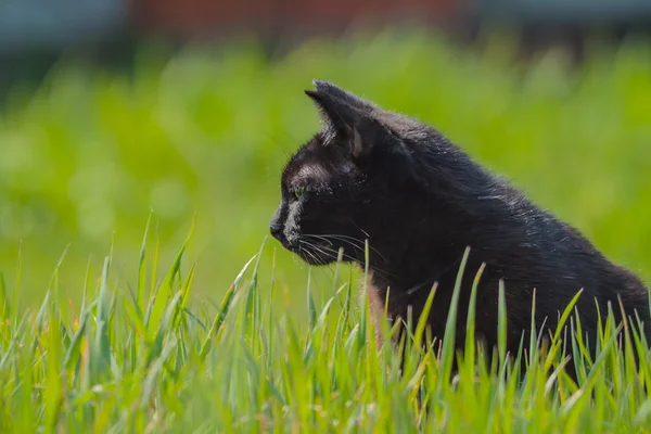 Gatto nero — Foto Stock