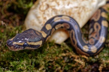 Baby Ball python or Royal python (Python regius) leaving its egg, close-up clipart