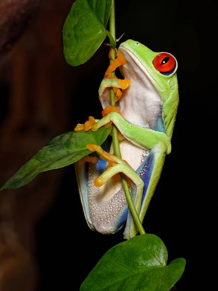 개구리 개구리 Agalychnis Callidryas 가까이 — 스톡 사진