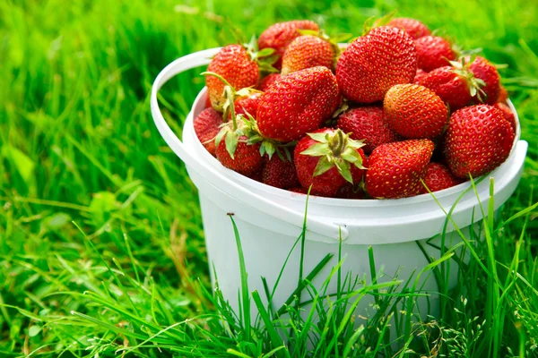 Fresas maduras en cesta — Foto de Stock