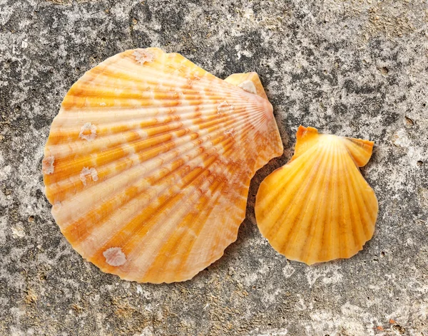 Arka plan üzerinde iki deniz kabuklarını — Stok fotoğraf