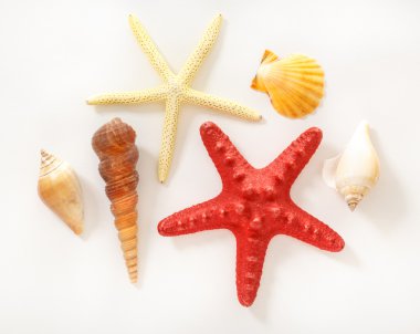 Deniz kabukları ve yıldızlar topluluğu