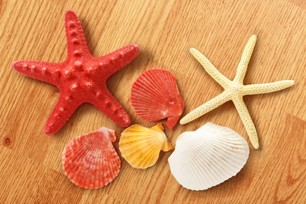 Collection of sea shells and stars — Stock Photo, Image