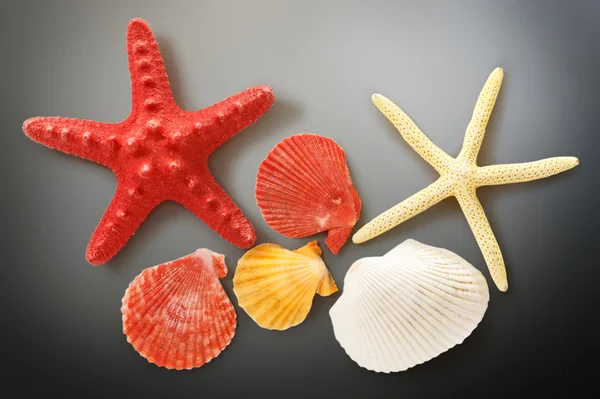 Collection of sea shells and stars — Stock Photo, Image