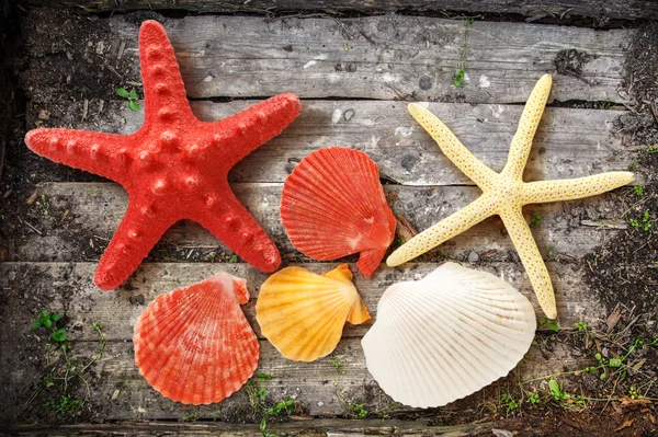 Colección de conchas marinas y estrellas — Foto de Stock
