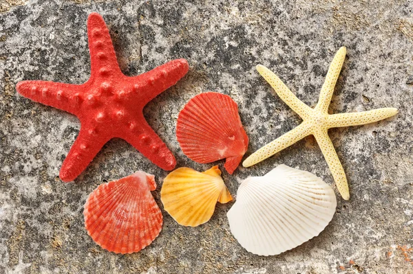 Collection of sea shells and stars — Stock Photo, Image