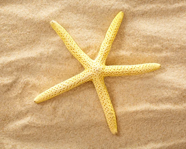 Decoratieve fingerfish op het zand — Stockfoto