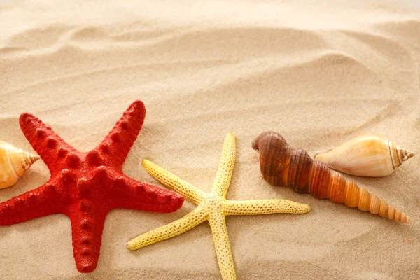 Пальцы, морская звезда и ракушки в песке — стоковое фото