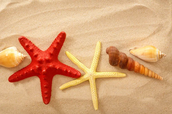 Fingerfish, seastar and seashells in sand — Stock Photo, Image