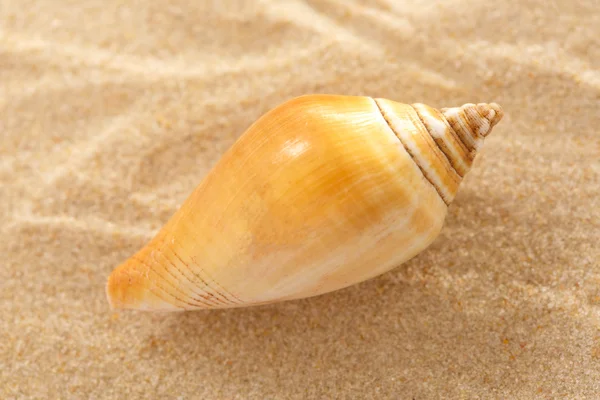 Seashell dalgalı kum — Stok fotoğraf