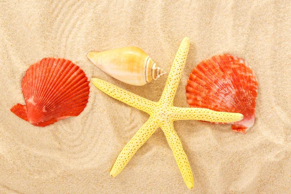 Fingerfish and seashells in sand — Stock Photo, Image