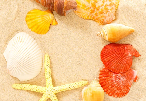 Fingerfish, seastar and seashells in sand — Stock Photo, Image