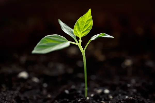 Young green sprout — Stock Photo, Image