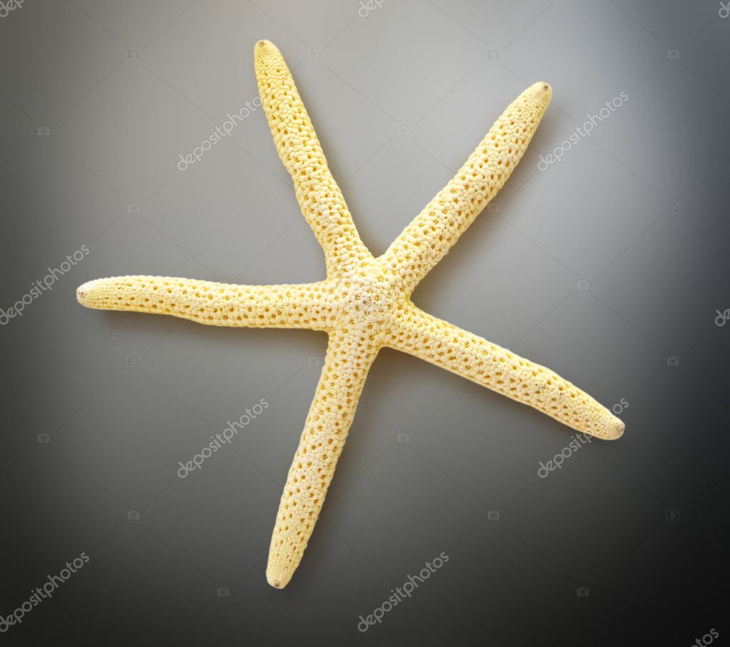étoile De Mer Blanche Décorative Photographie Garsya