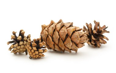 Beyaz arka plan üzerinde kuru koniler