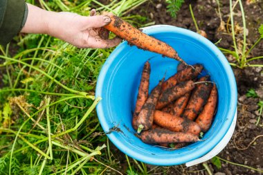 Mavi kova ile havuç çimenlerin üzerinde