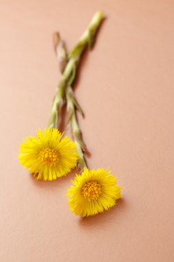 Taze bahar çiçekleri foalfoots