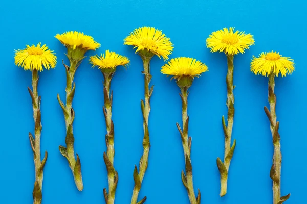 Färsk våren blommor foalfoots — Stockfoto