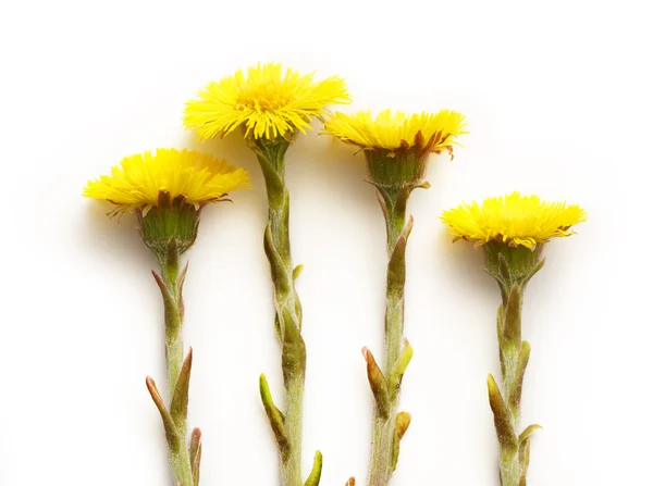 Flores frescas de primavera foalfoots — Foto de Stock