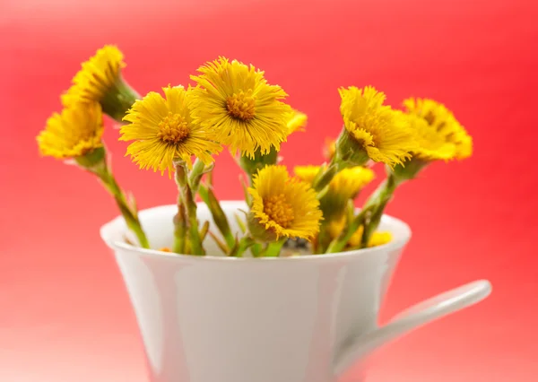 Frische Frühlingsblumen Fohlen — Stockfoto