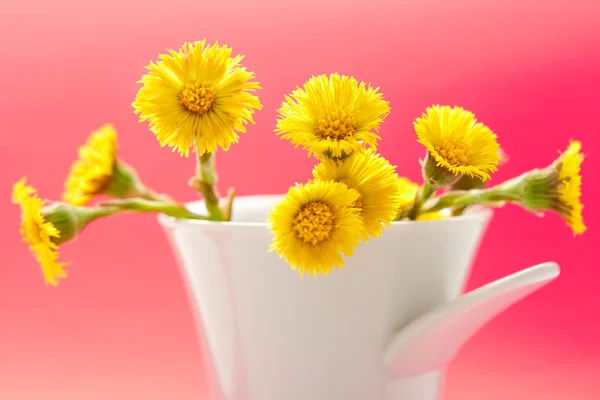 Wiosenne kwiaty foalfoots — Zdjęcie stockowe