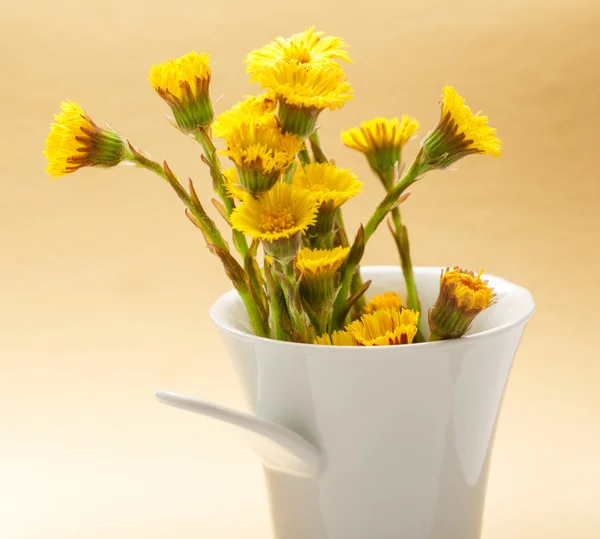 Fresh spring flowers foalfoots — Stock Photo, Image