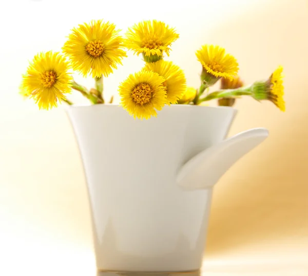 Fresh spring flowers foalfoots — Stock Photo, Image