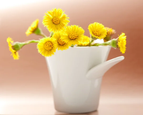 Frische Frühlingsblumen Fohlen — Stockfoto