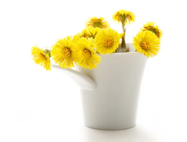 Fresh spring flowers foalfoots — Stock Photo, Image