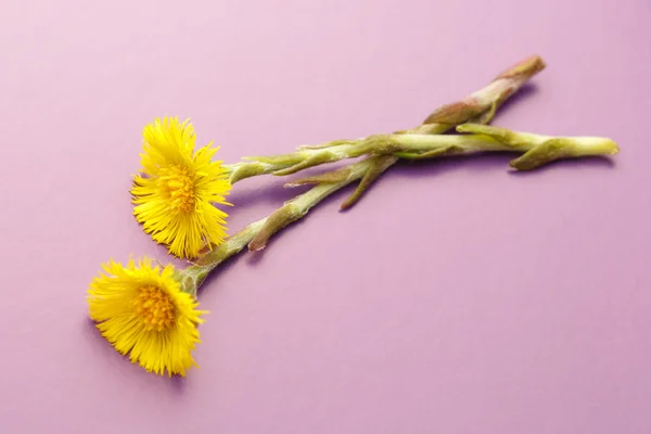 Färsk våren blommor foalfoots — Stockfoto
