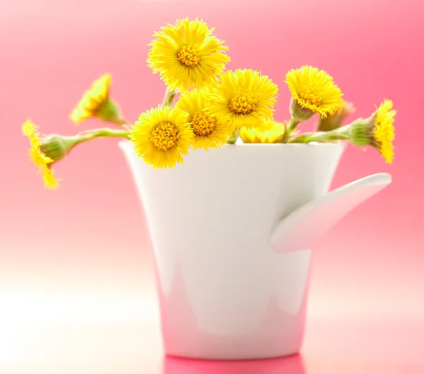 Fresh spring flowers foalfoots — Stock Photo, Image