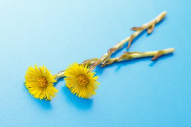 Taze bahar çiçekleri foalfoots