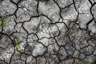 Kuru toprak yeşil yosun ile