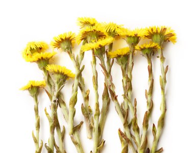 Taze bahar çiçekleri foalfoots