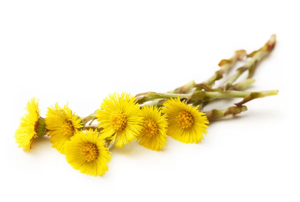 Färsk våren blommor foalfoots — Stockfoto