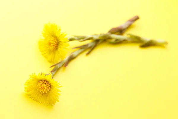 Свіжі весняні квіти лошачі — стокове фото