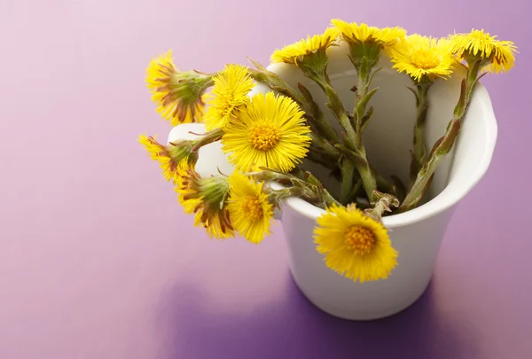 Fresh spring flowers foalfoots — Stock Photo, Image