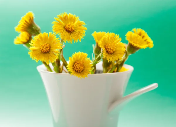 Frische Frühlingsblumen Fohlen — Stockfoto