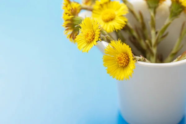 Fresh spring flowers foalfoots — Stock Photo, Image