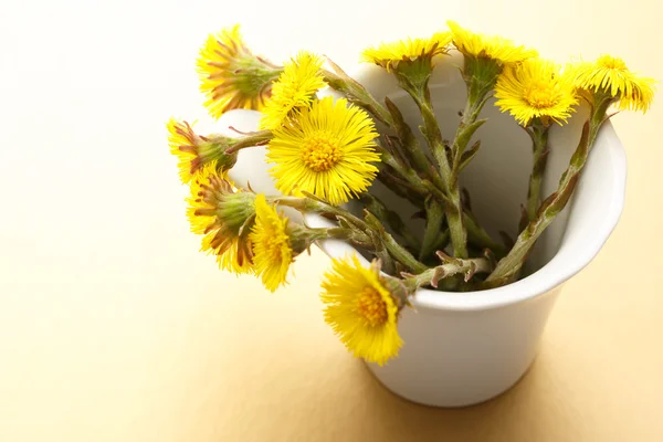 Flores frescas de primavera foalfoots — Foto de Stock