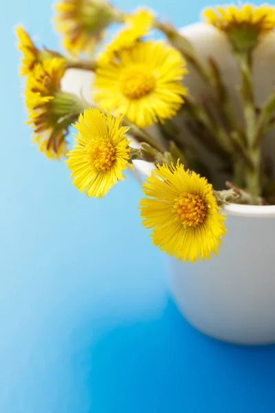 Fiori freschi di primavera foalfoots — Foto Stock