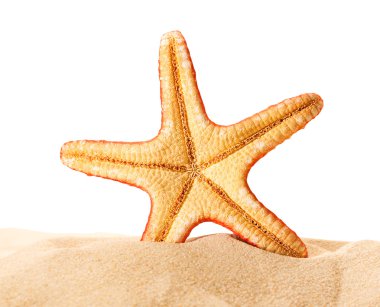 Deniz yıldızı kum