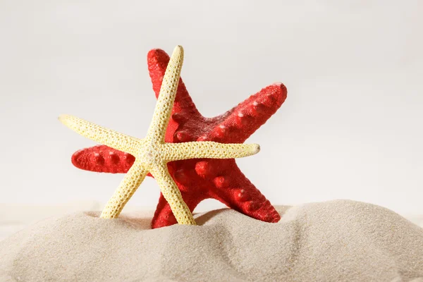 Sea stars in sand — Stock Photo, Image